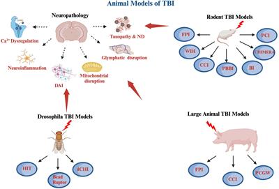 Frontiers An Overview Of Preclinical Models Of Traumatic Brain Injury